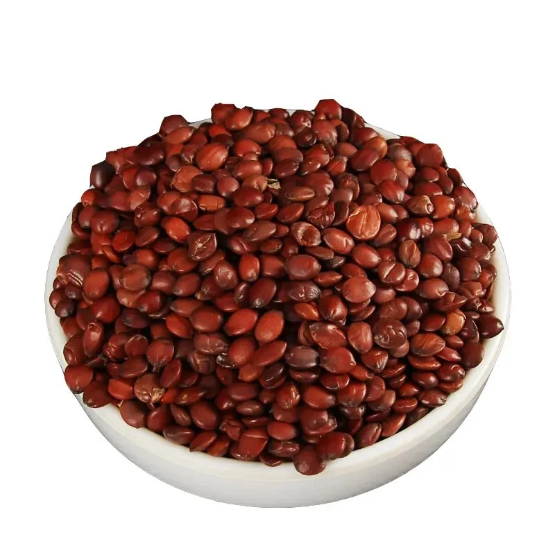 spina date seed spina date seed