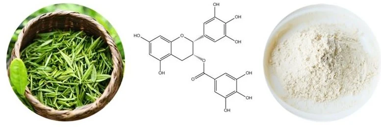 EGCG powde3