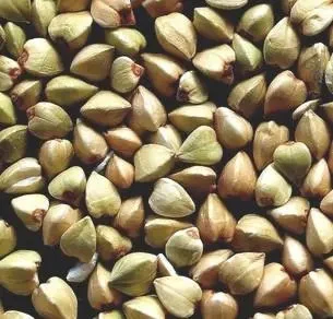 buckwheat grain