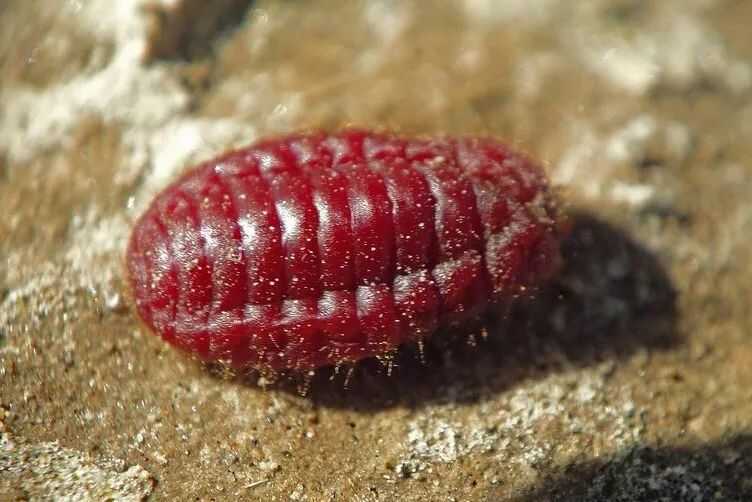 Cochineal powder